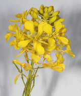 Image of black mustard