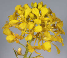 Image of black mustard