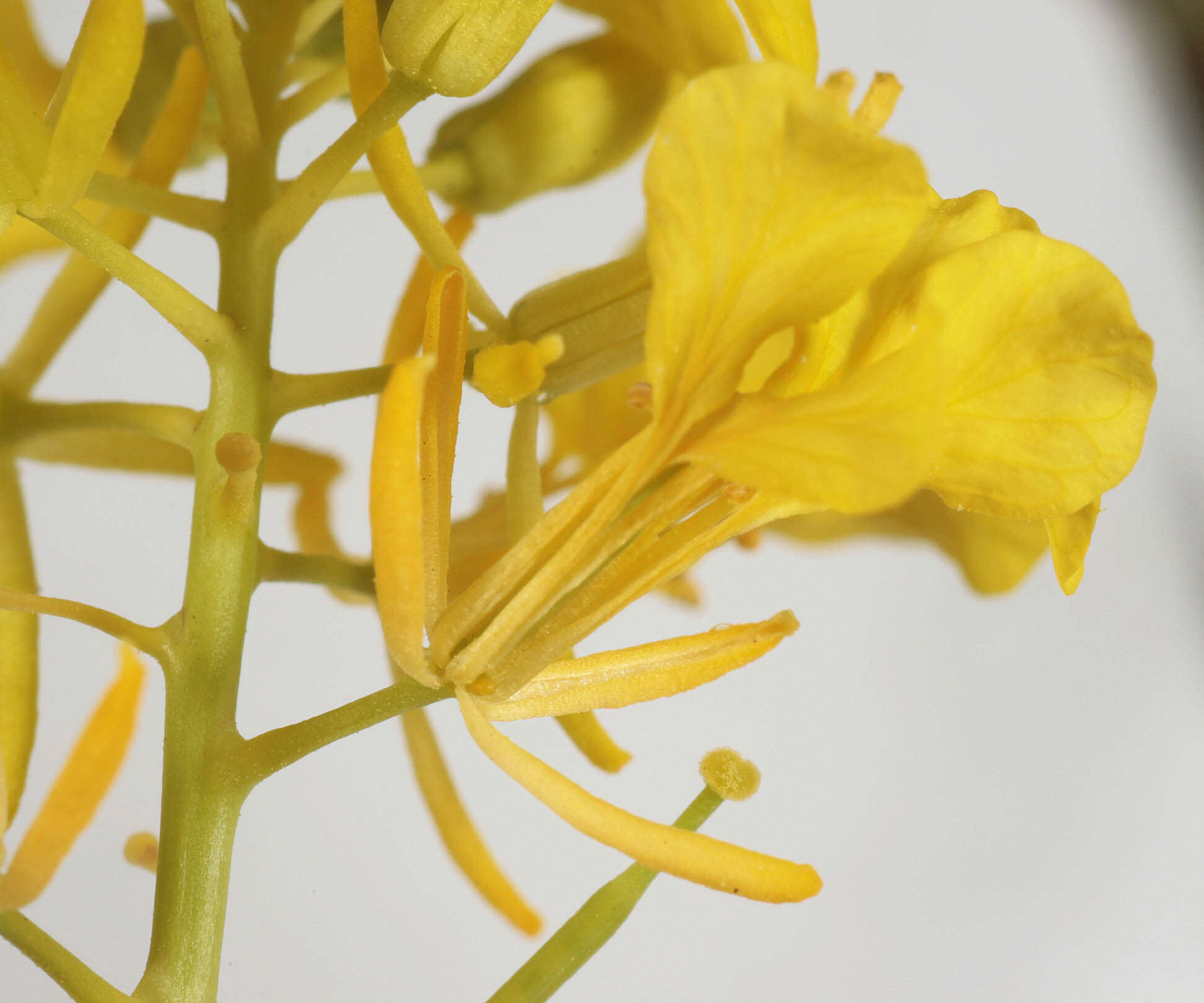 Plancia ëd Brassica nigra (L.) W. D. J. Koch