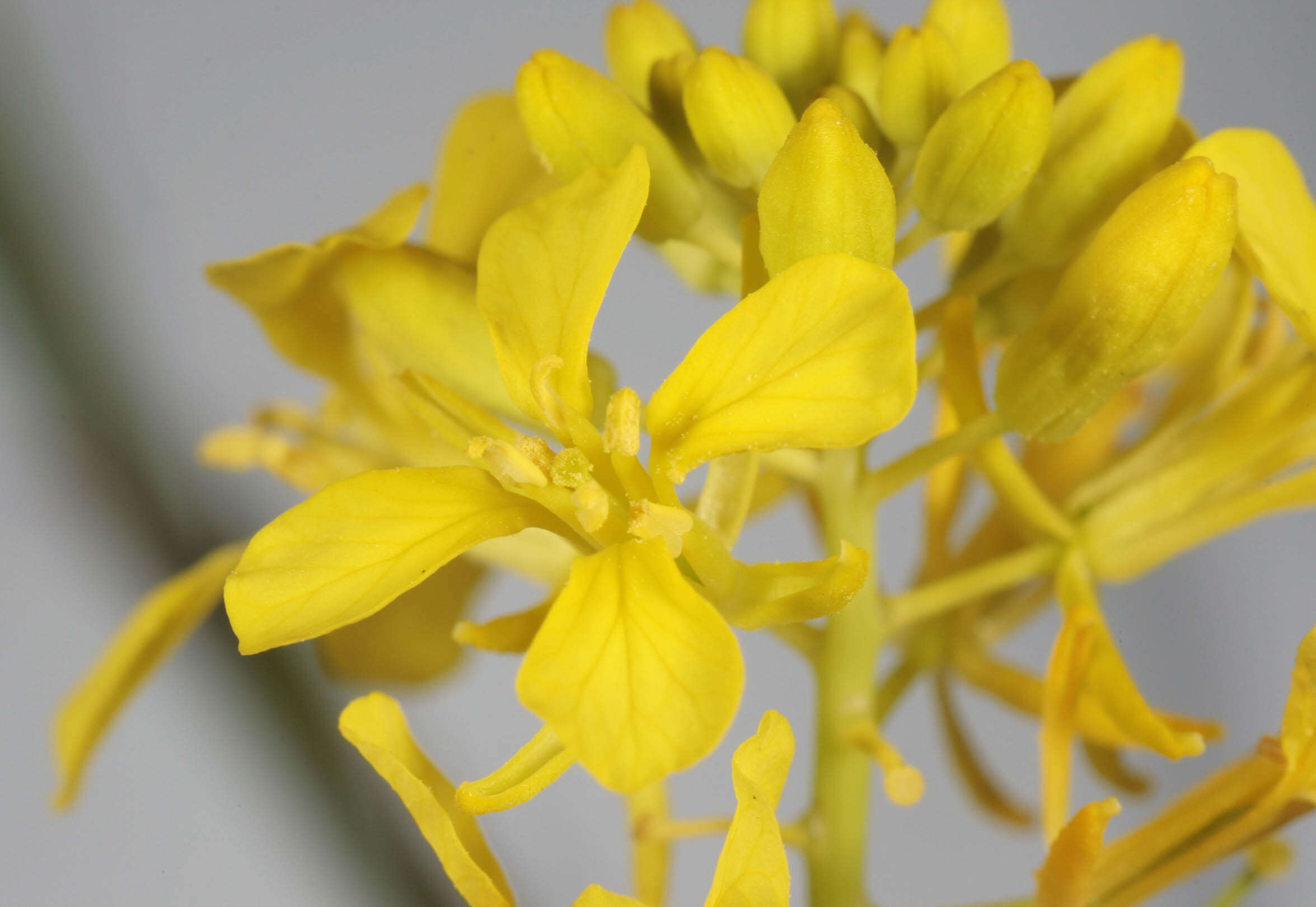 Plancia ëd Brassica nigra (L.) W. D. J. Koch