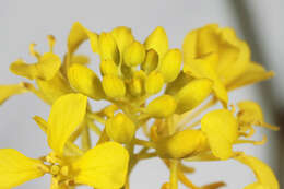 Image of black mustard