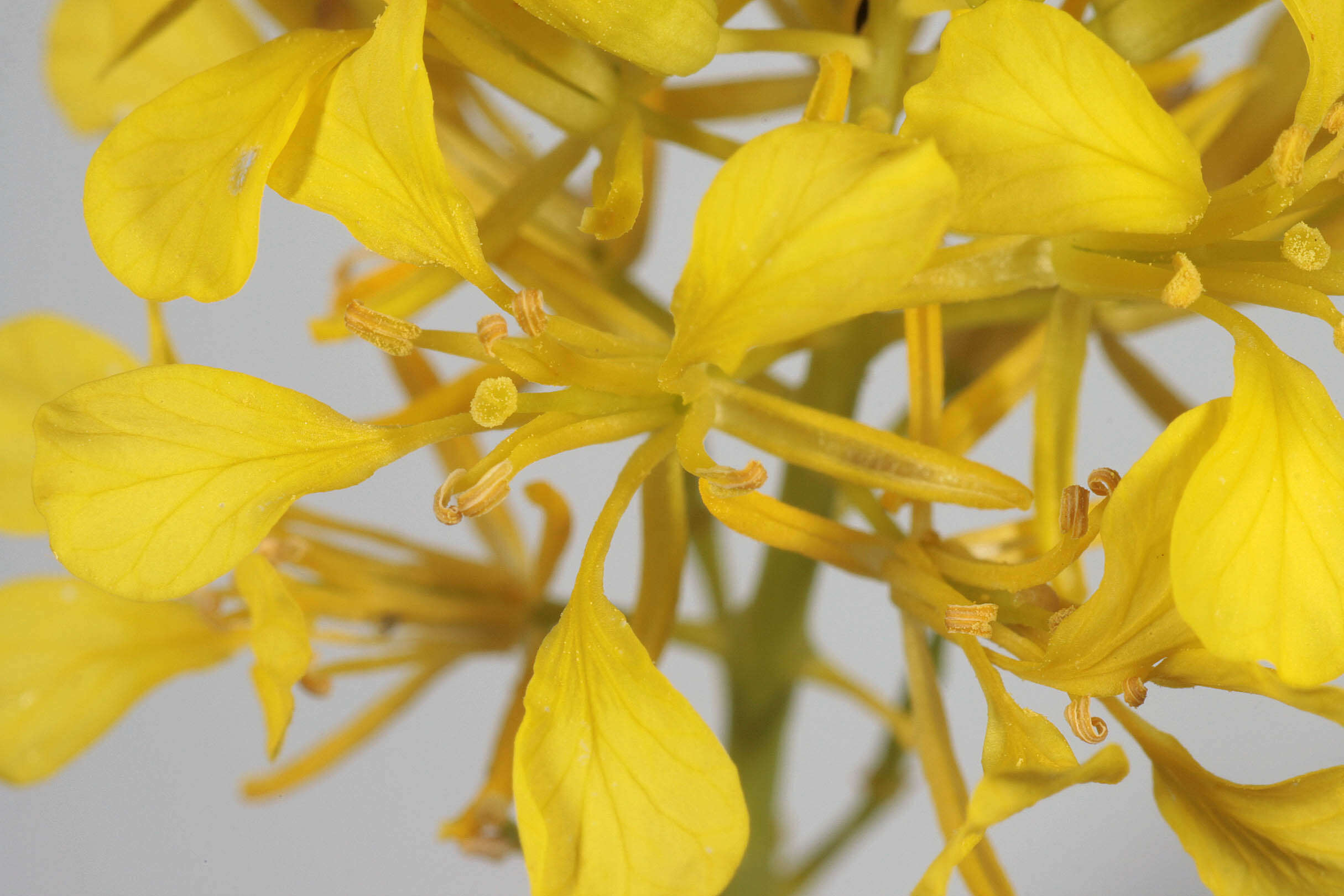 Plancia ëd Brassica nigra (L.) W. D. J. Koch