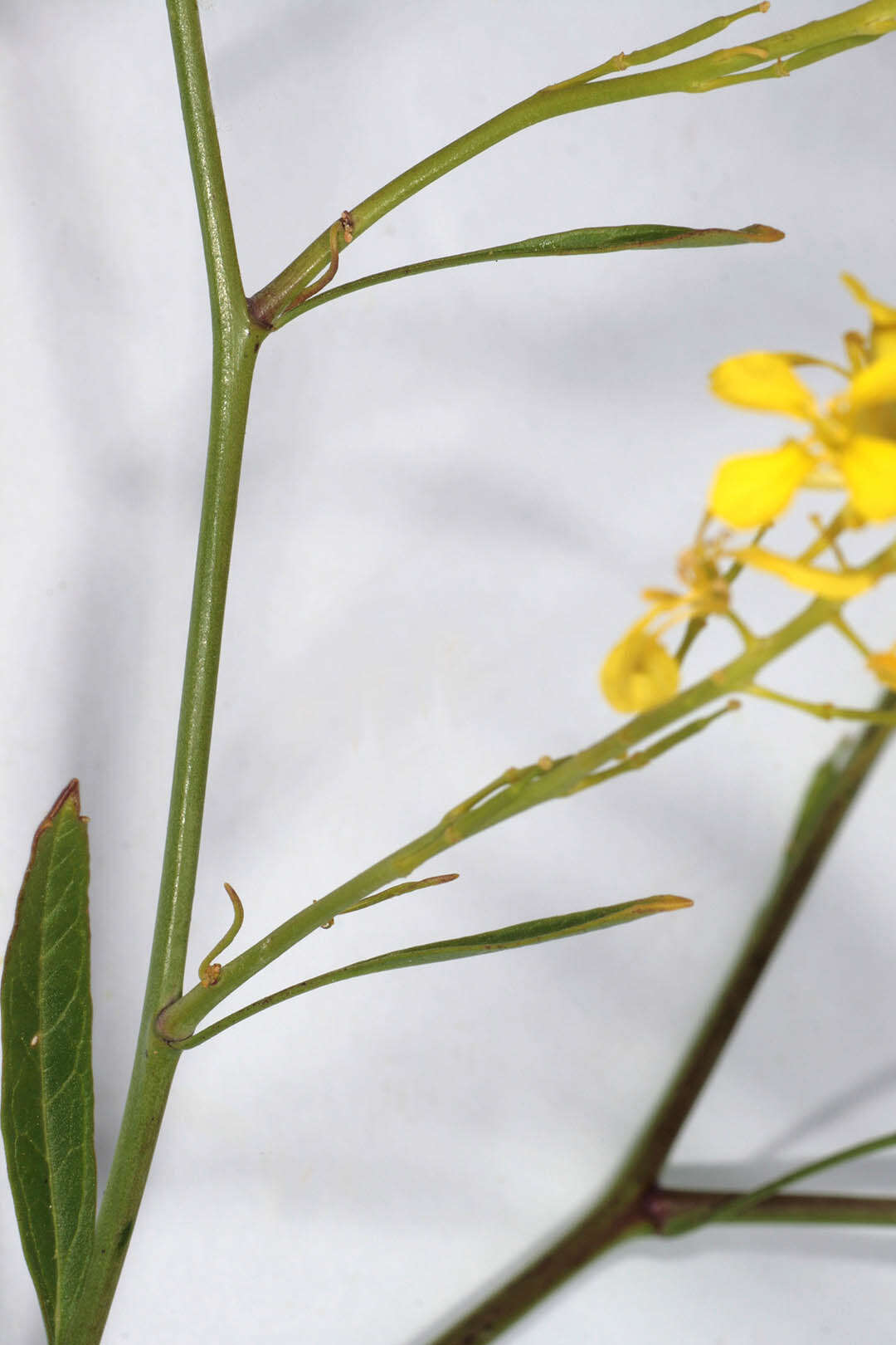 Plancia ëd Brassica nigra (L.) W. D. J. Koch