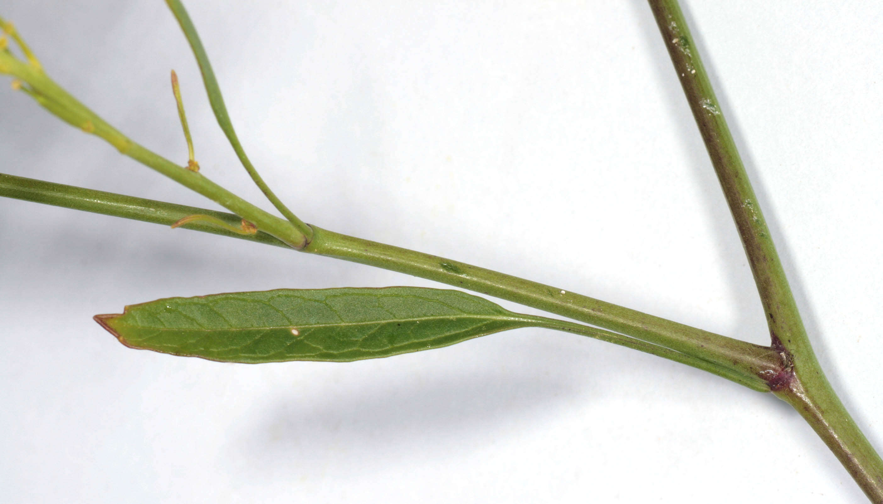 Plancia ëd Brassica nigra (L.) W. D. J. Koch