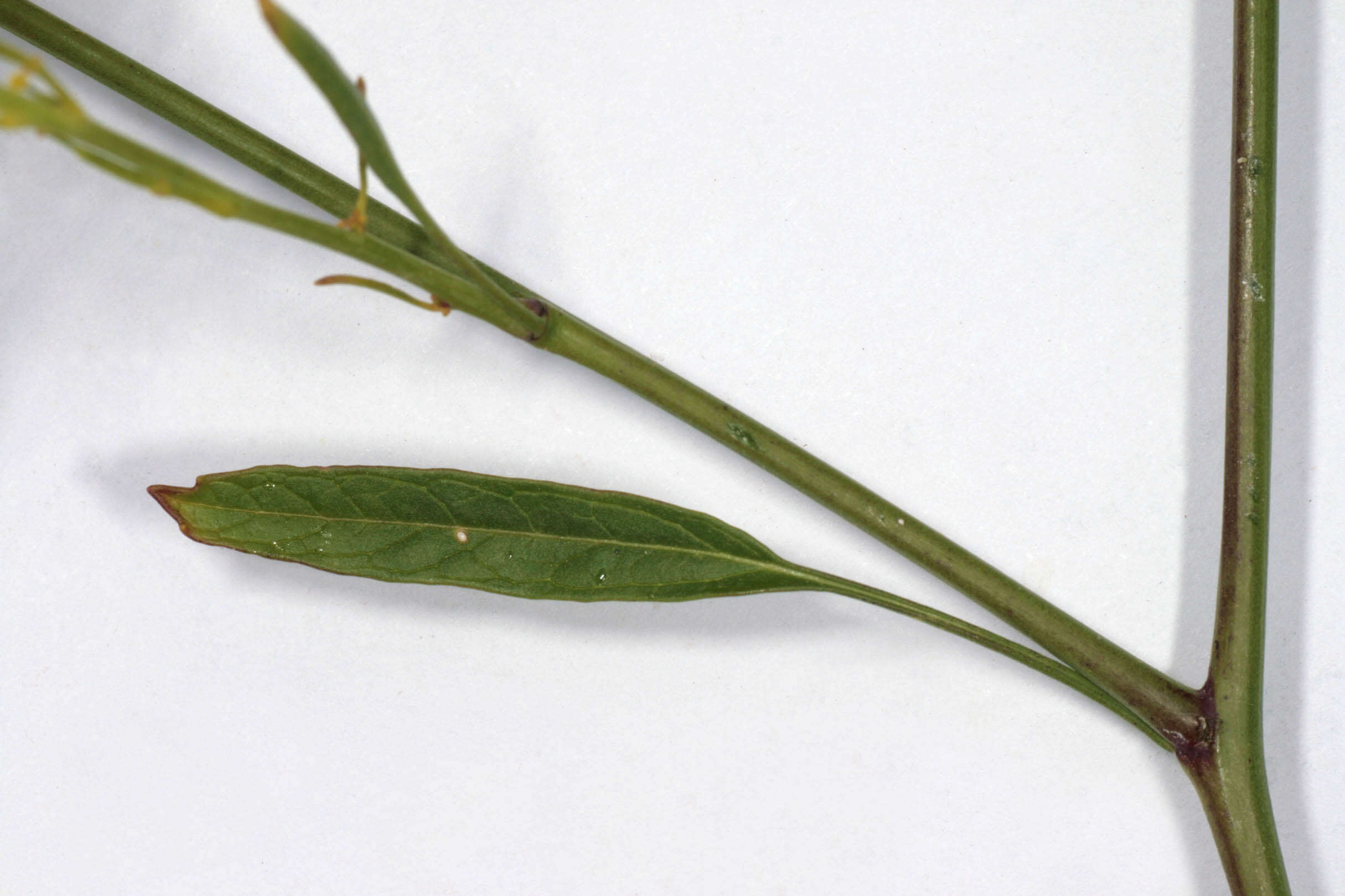 Plancia ëd Brassica nigra (L.) W. D. J. Koch