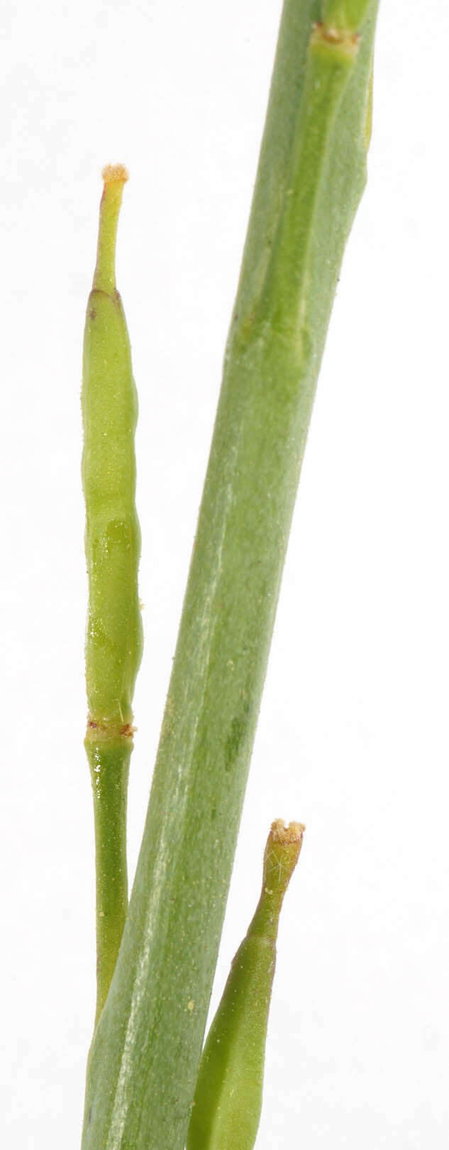 Plancia ëd Brassica nigra (L.) W. D. J. Koch