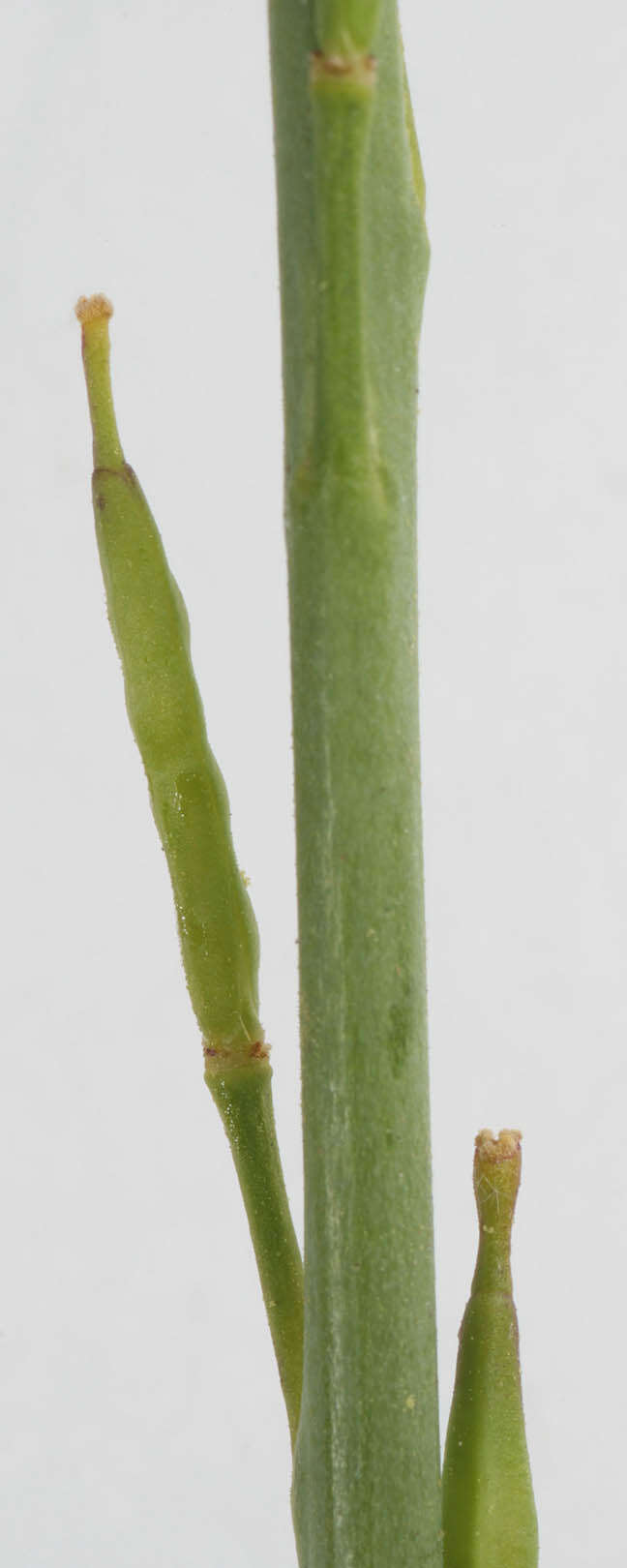 Plancia ëd Brassica nigra (L.) W. D. J. Koch