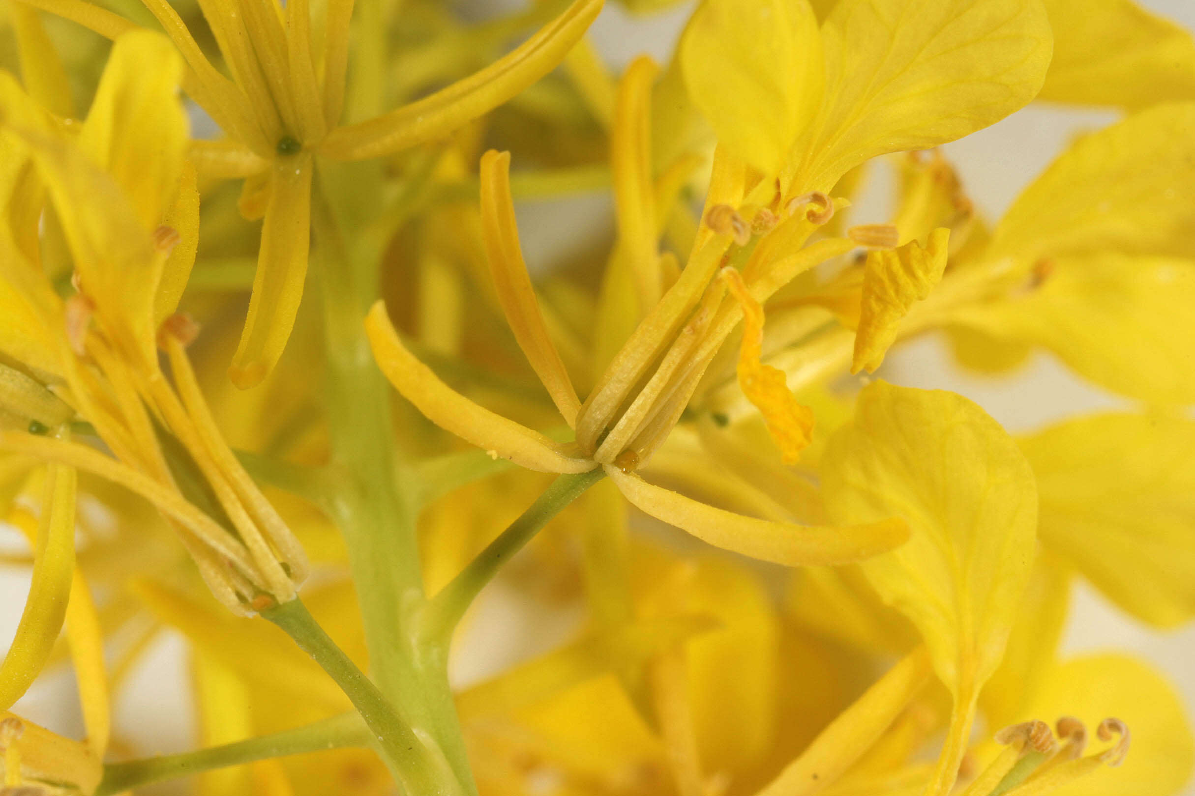 Image of black mustard