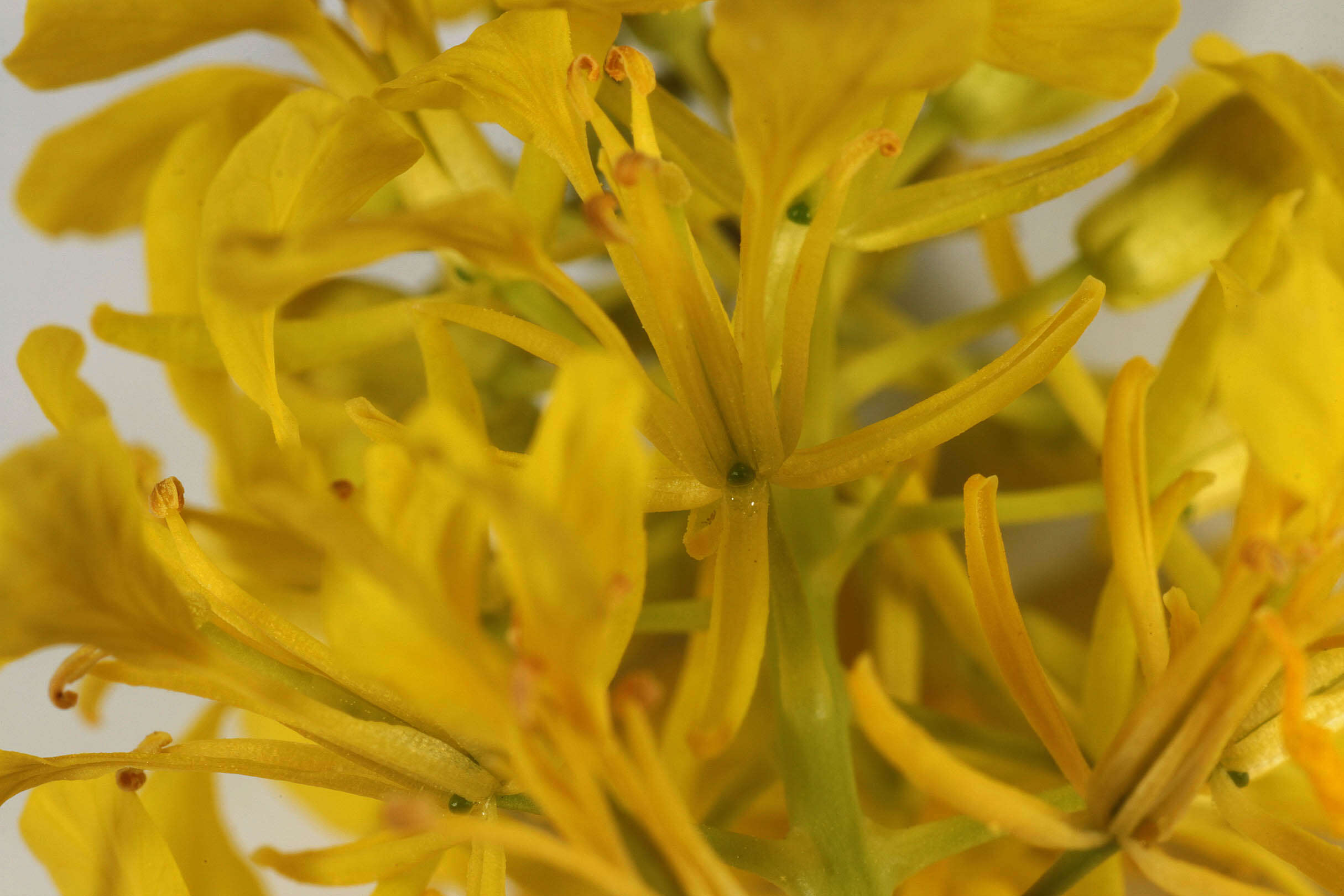 Image of black mustard