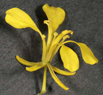 Image of black mustard
