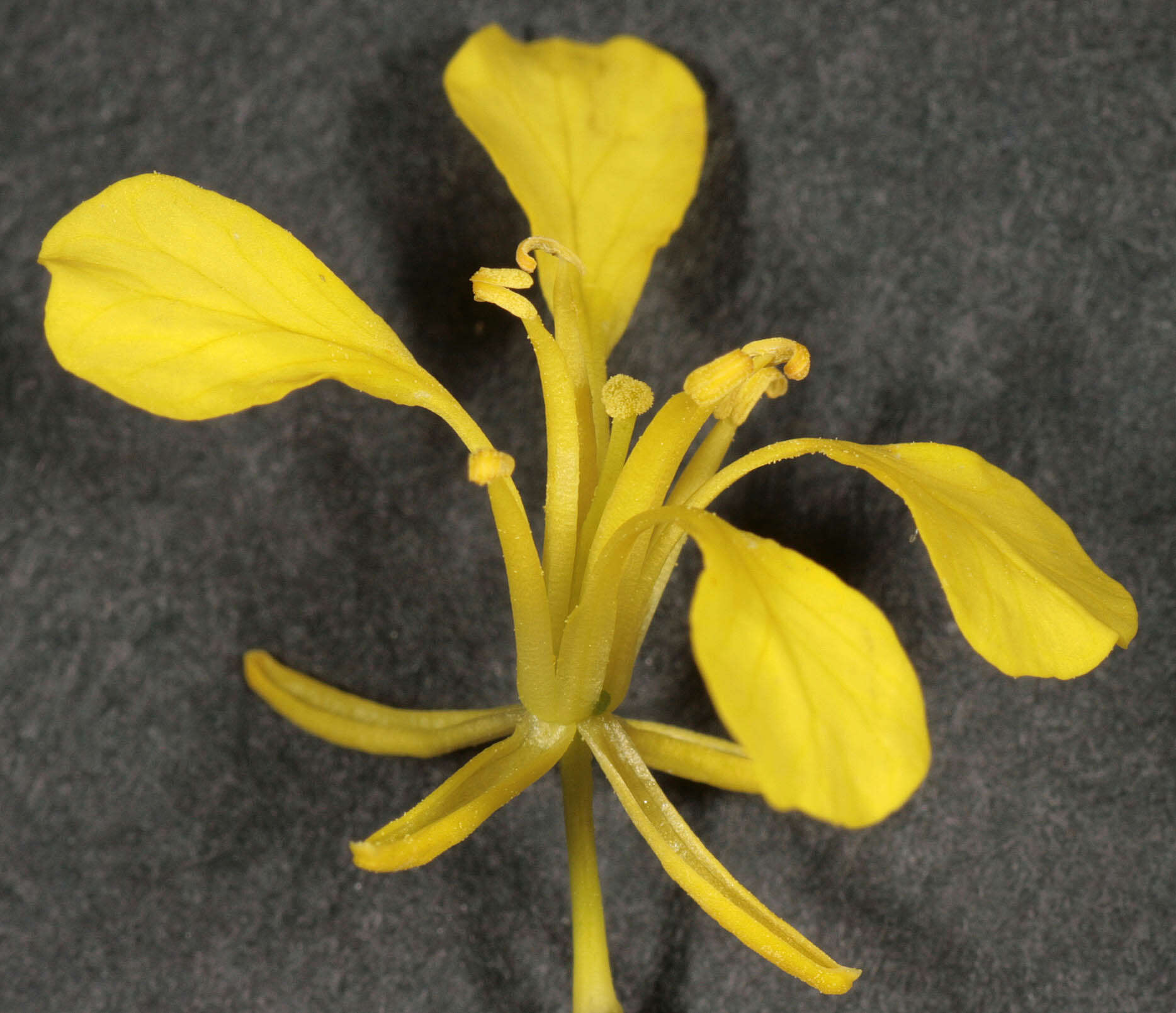 Image of black mustard