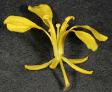 Image of black mustard