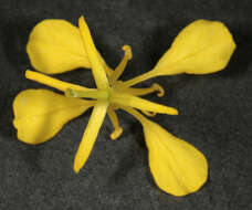 Image of black mustard