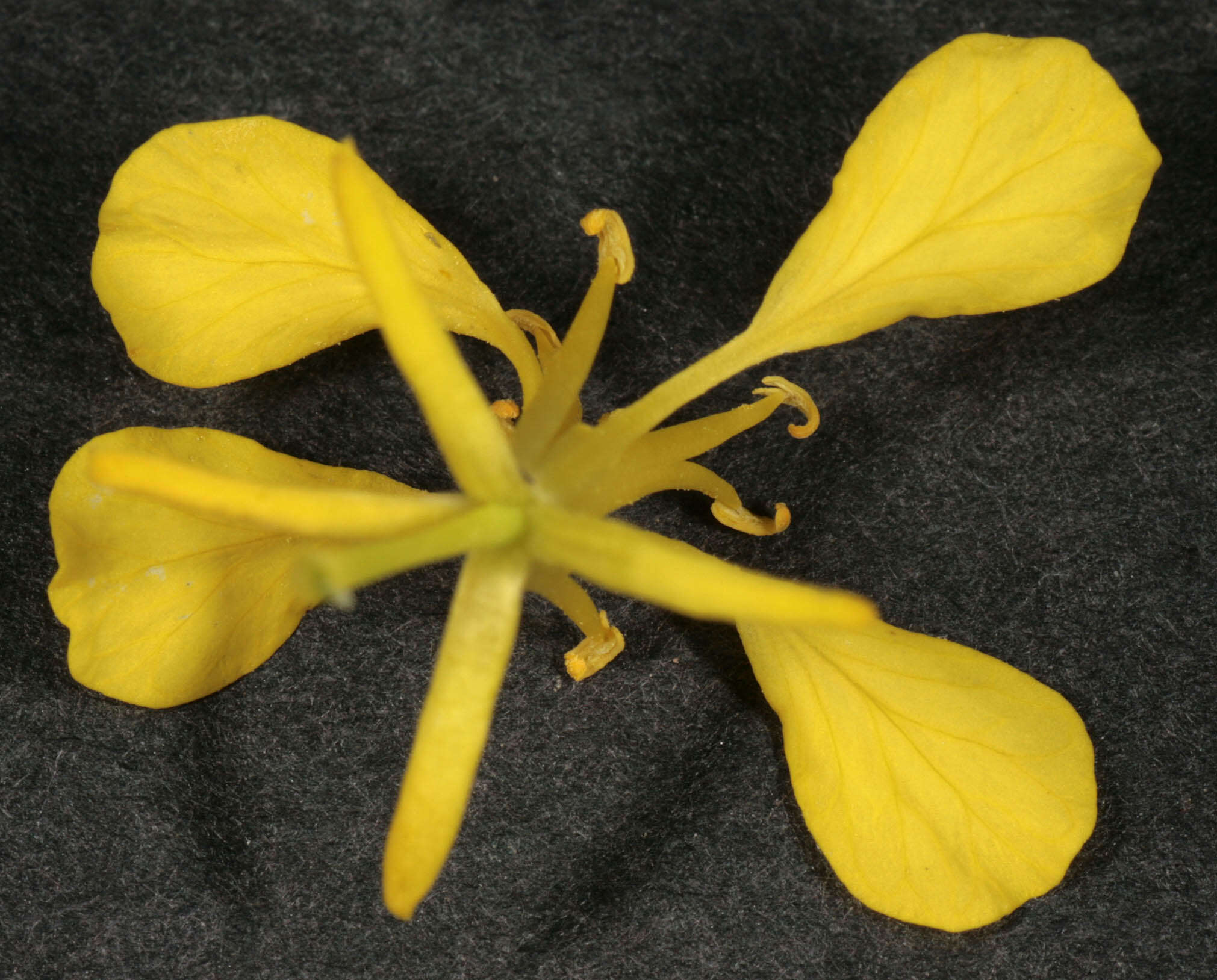 Image of black mustard