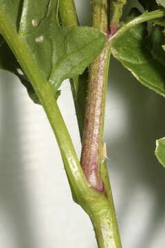 Image of charlock mustard