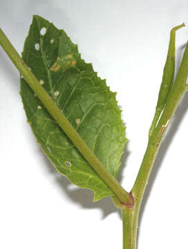 Image of charlock mustard