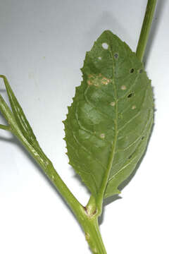 Image of charlock mustard