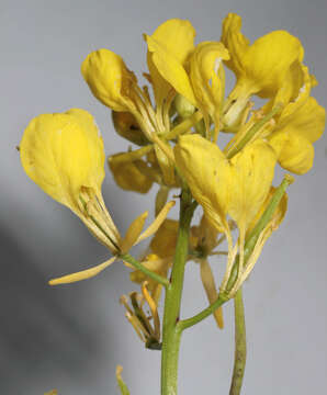 Image of charlock mustard