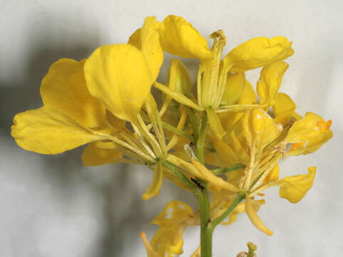 Image of charlock mustard