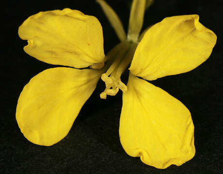 Image of charlock mustard