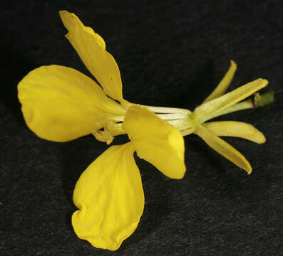 Image of charlock mustard