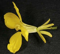 Image of charlock mustard