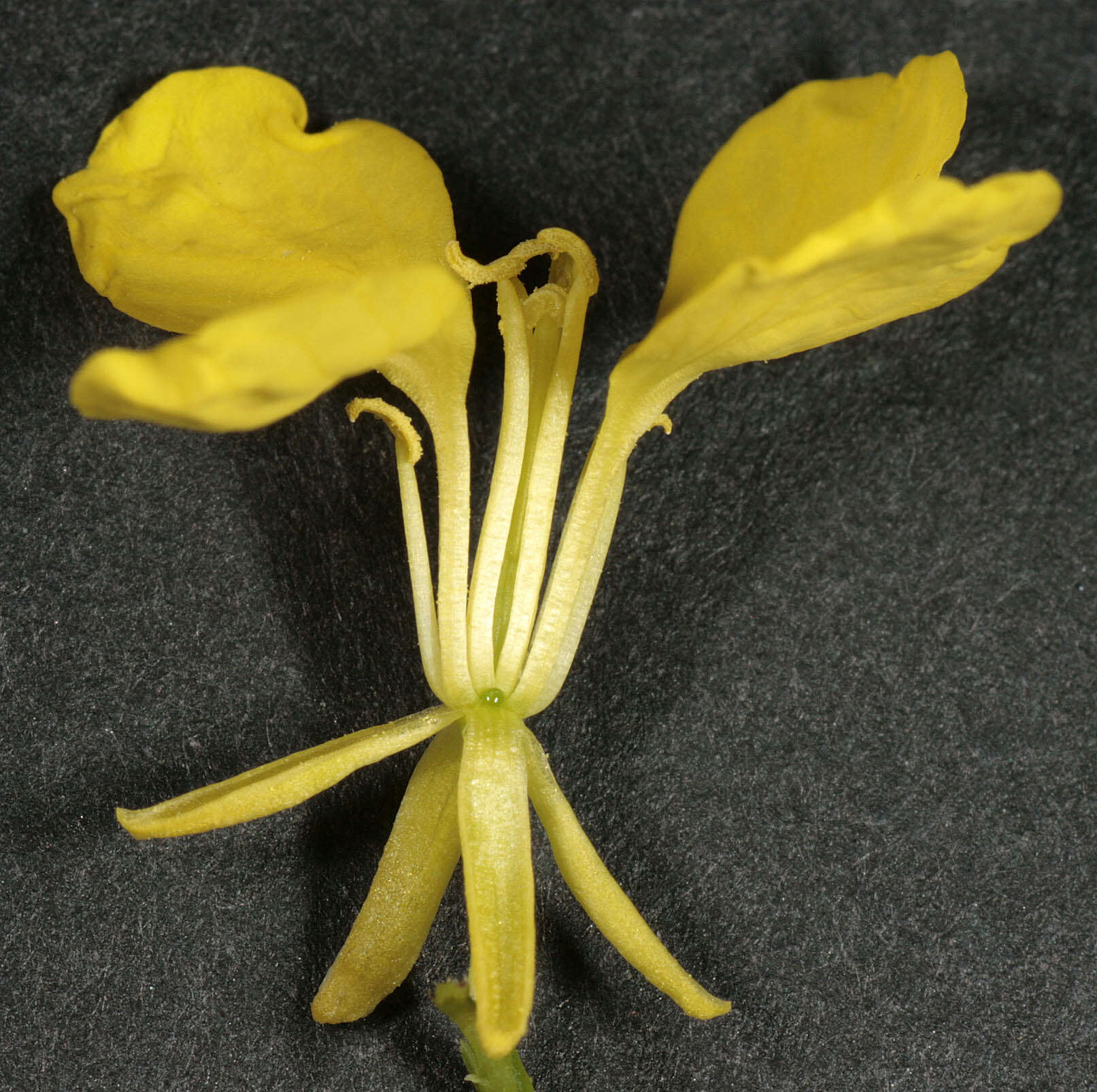 Image of charlock mustard