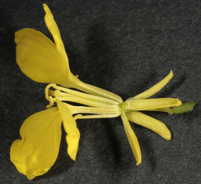 Image of charlock mustard