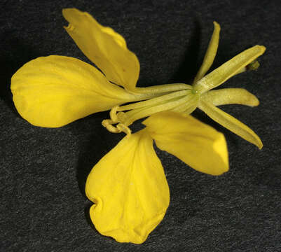 Image of charlock mustard