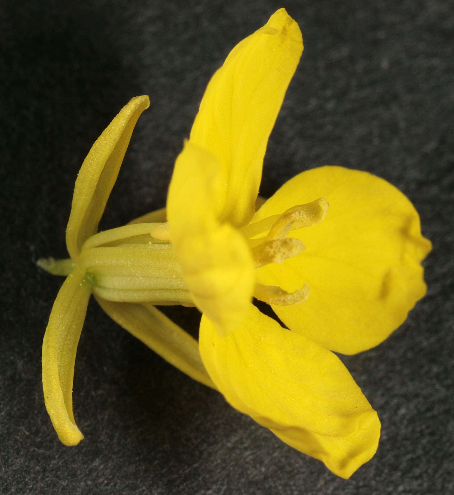 Image of charlock mustard