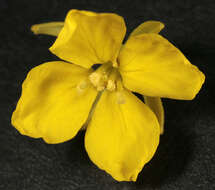 Image of charlock mustard