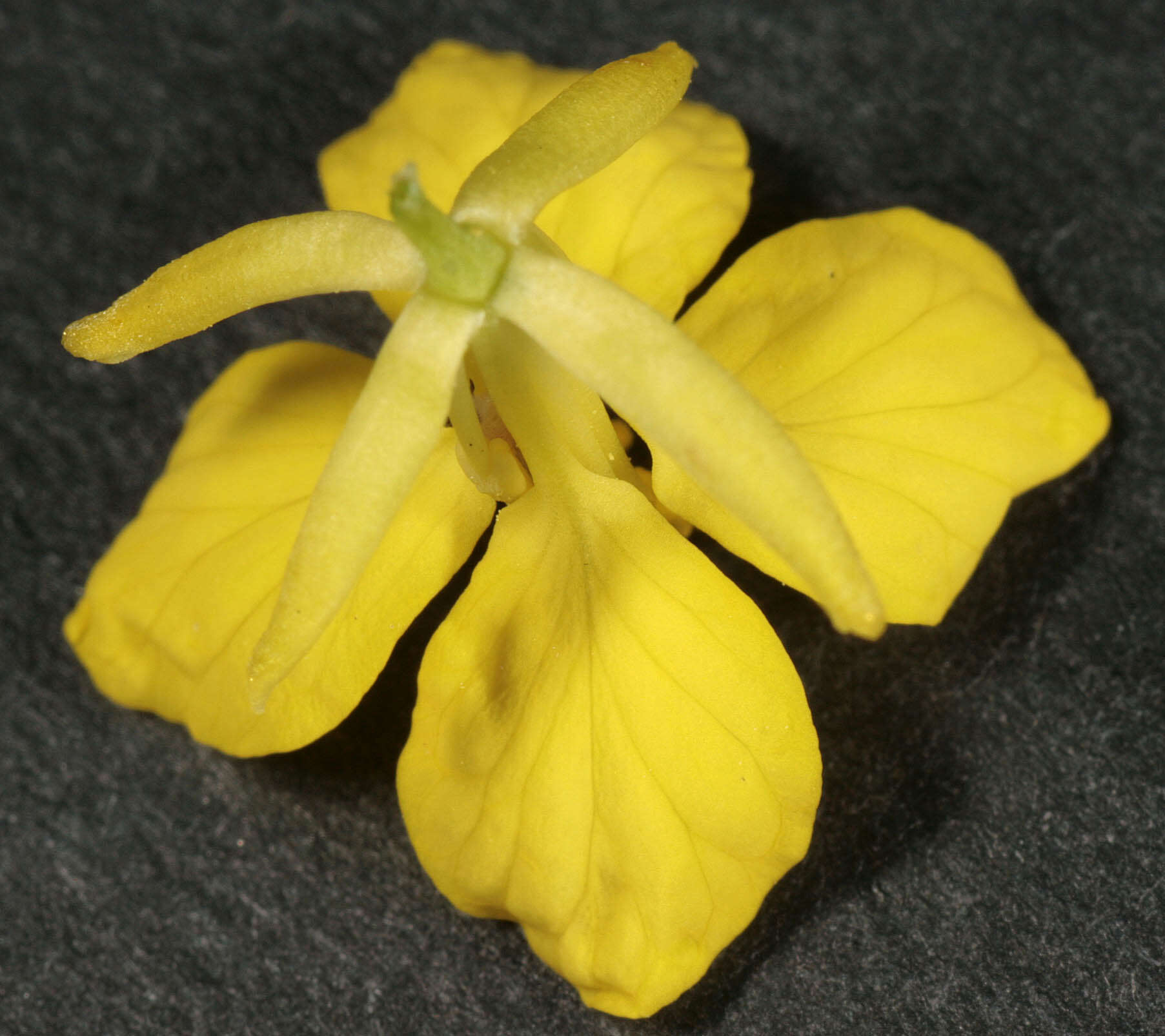 Image of charlock mustard