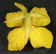 Image of charlock mustard