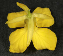 Image of charlock mustard