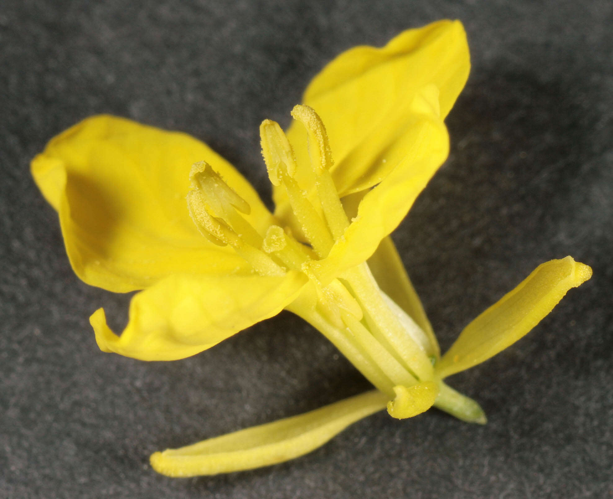 Image of charlock mustard