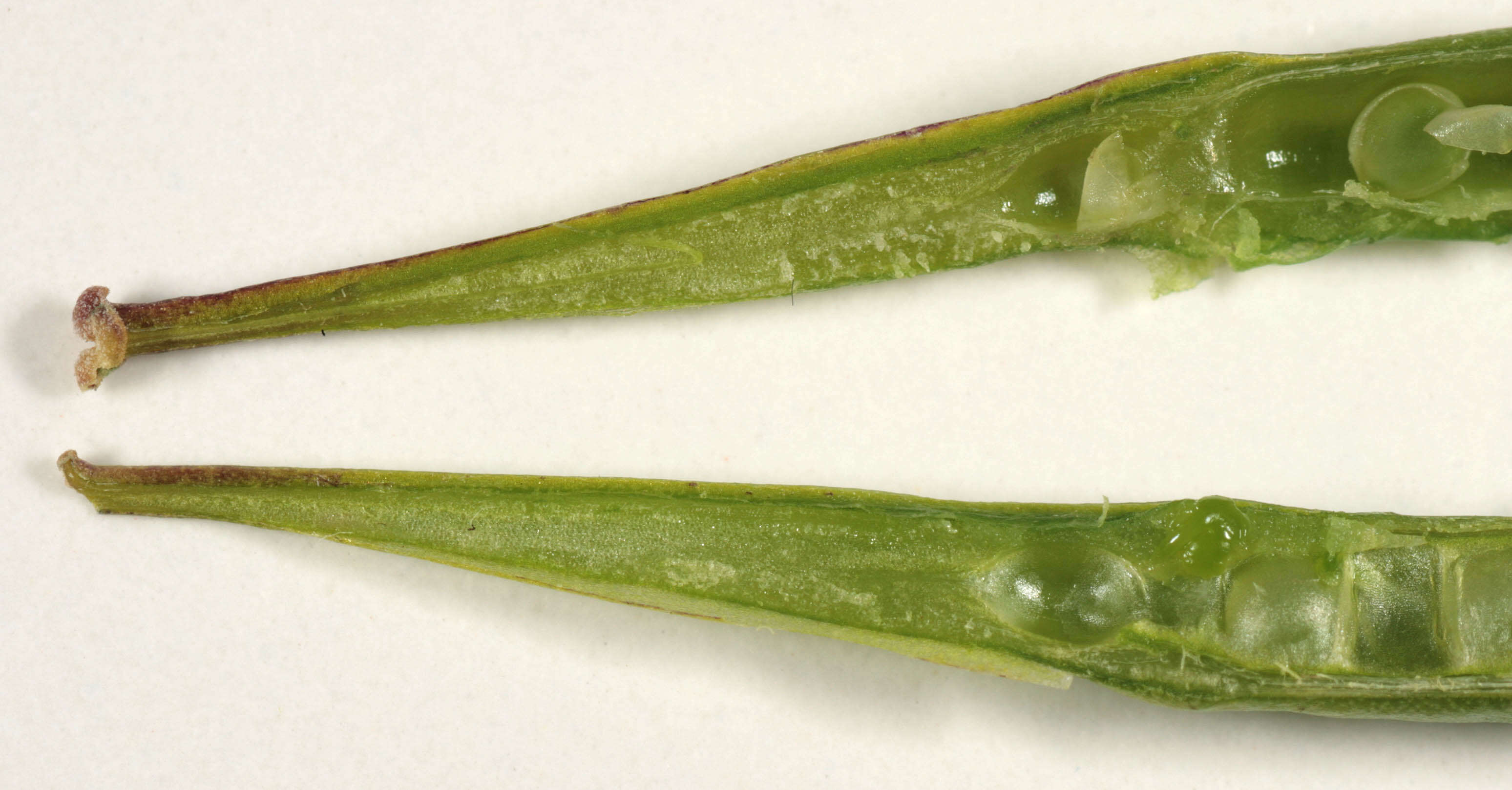 Image of charlock mustard