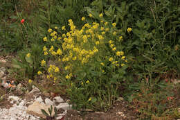 Image of charlock mustard