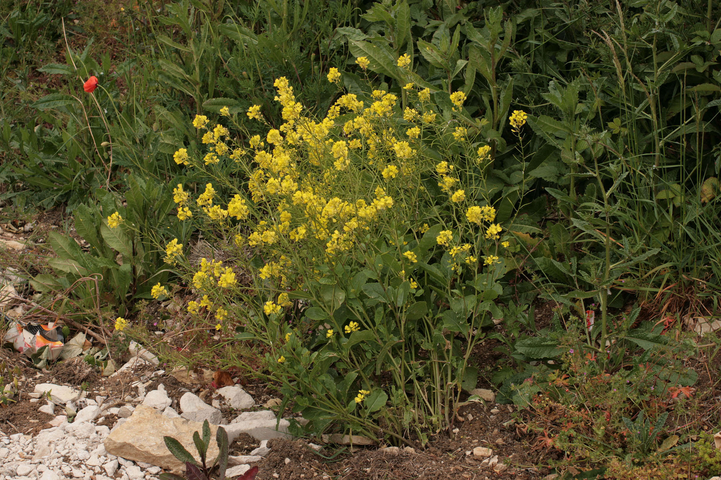 Image of charlock mustard