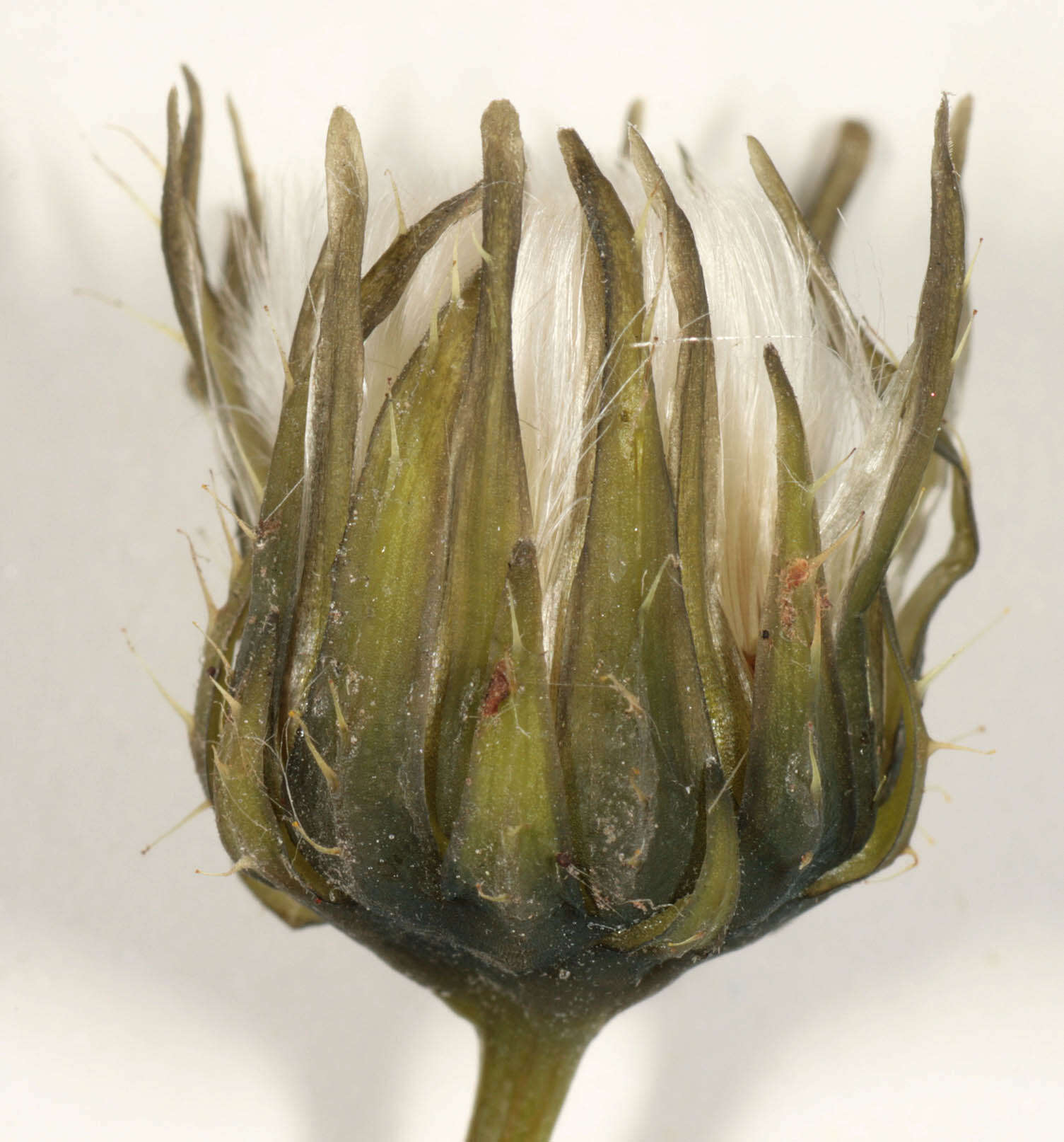 Image of common sowthistle