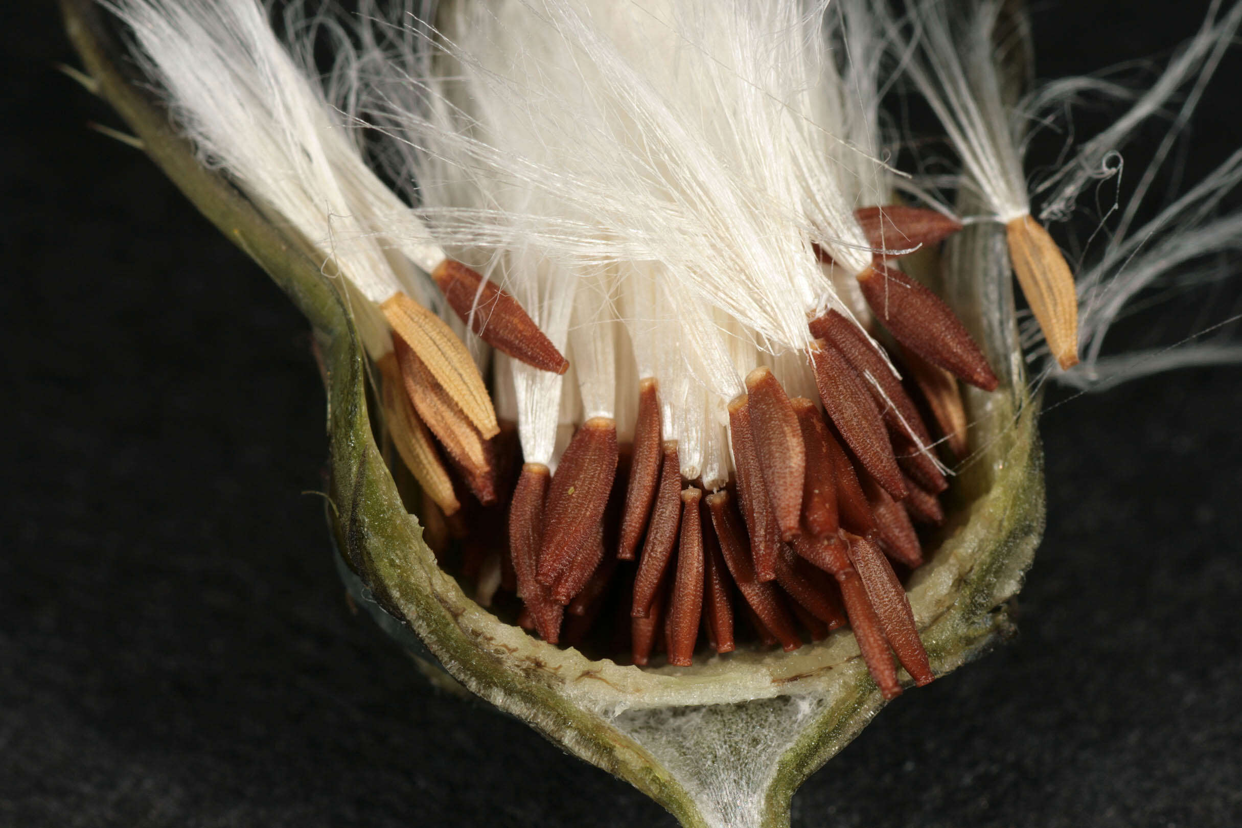 Image of common sowthistle