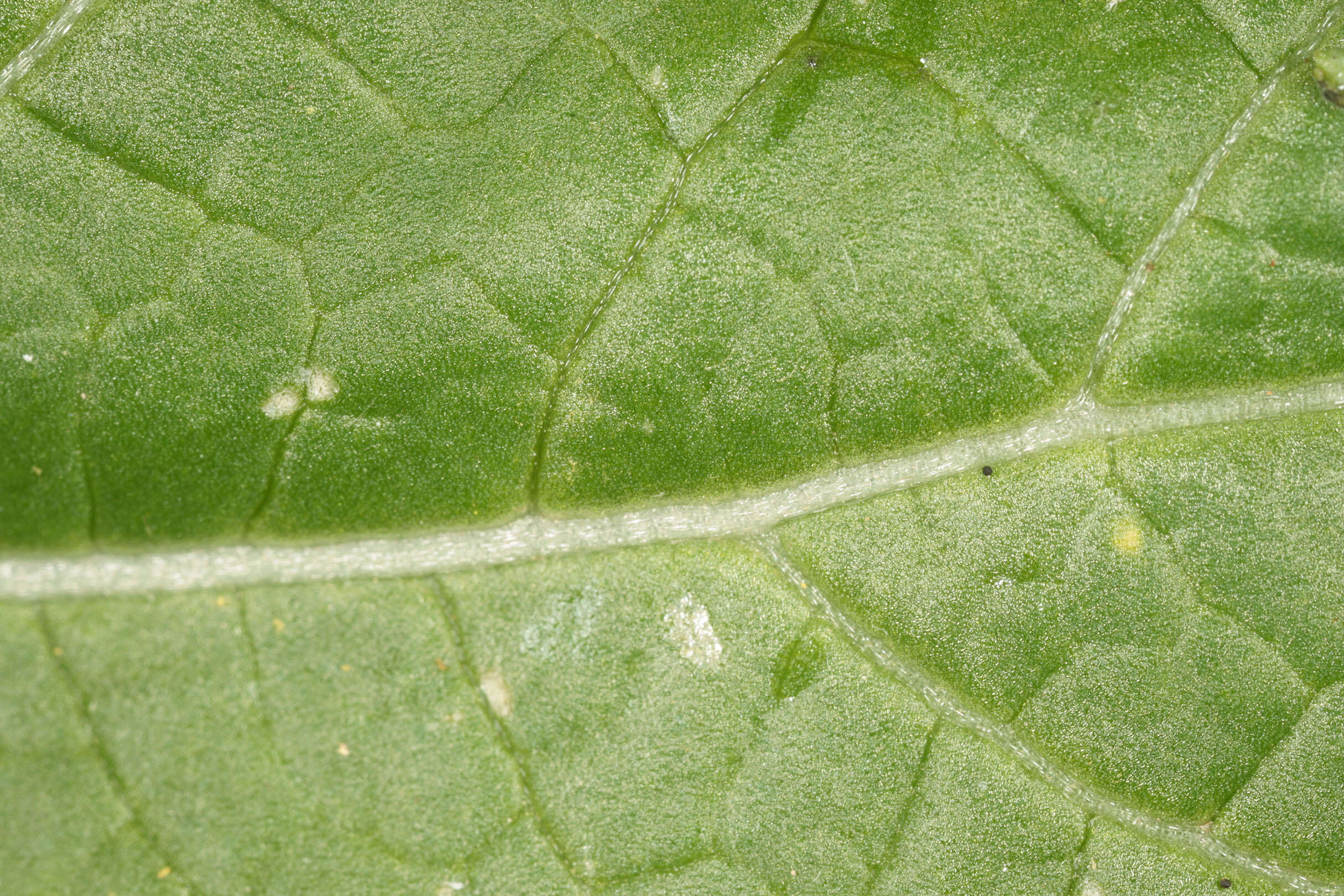 Image of black mustard