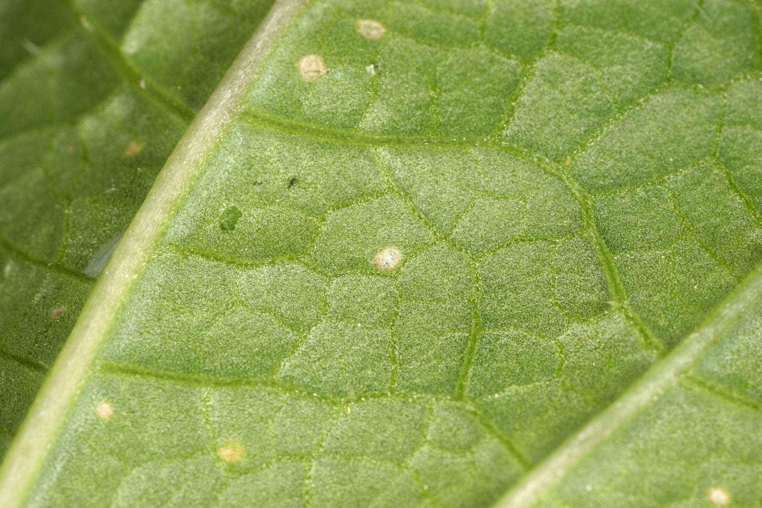 Image of black mustard