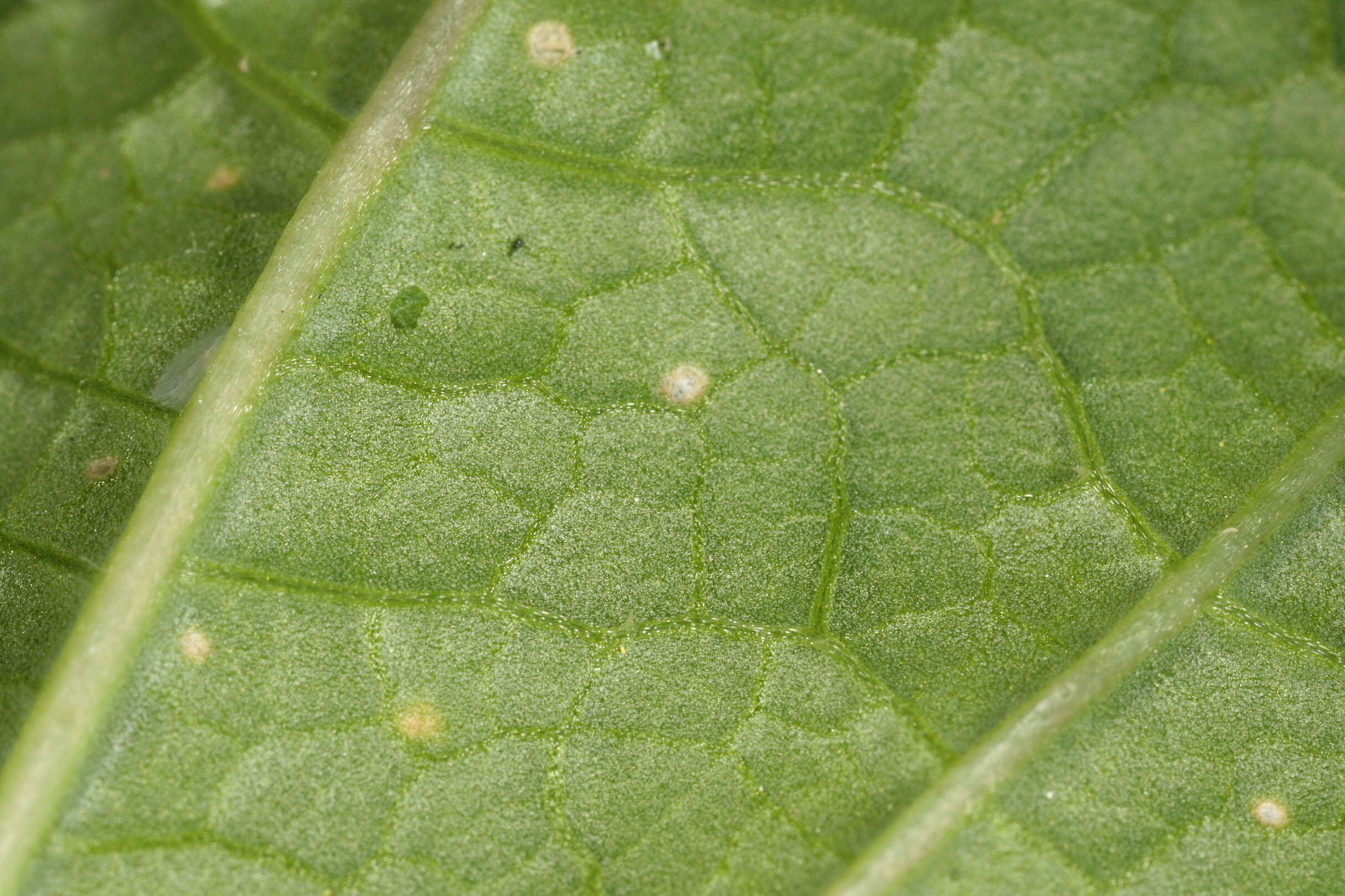 Image of black mustard