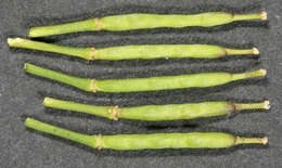 Image of black mustard