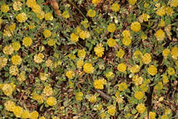 Image of field clover