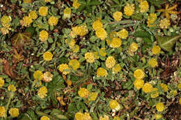 Image of field clover