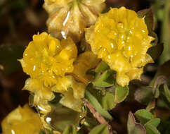 Image of field clover