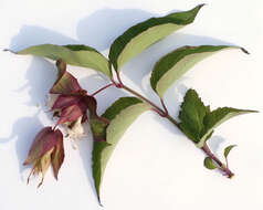 Image de Leycesteria