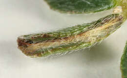 Image of Phyllonorycter nigrescentella (Logan 1851)