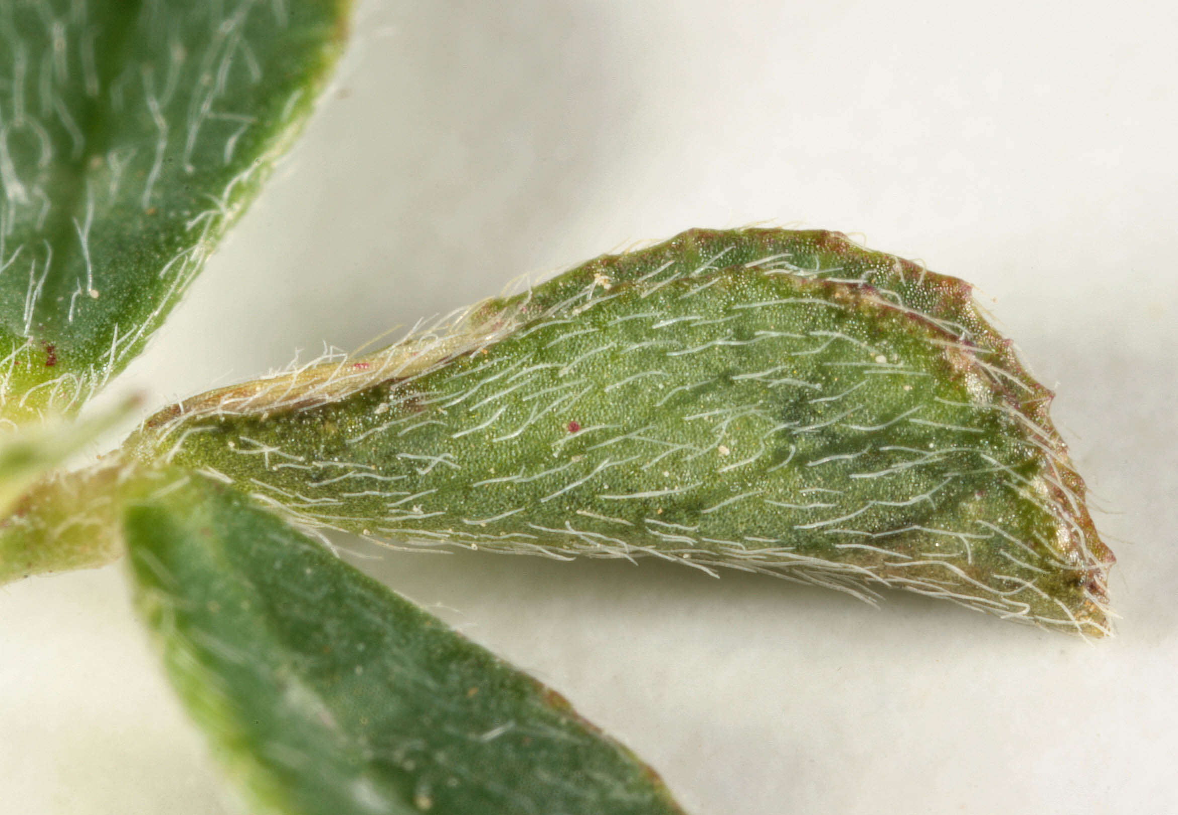 Image of Phyllonorycter nigrescentella (Logan 1851)